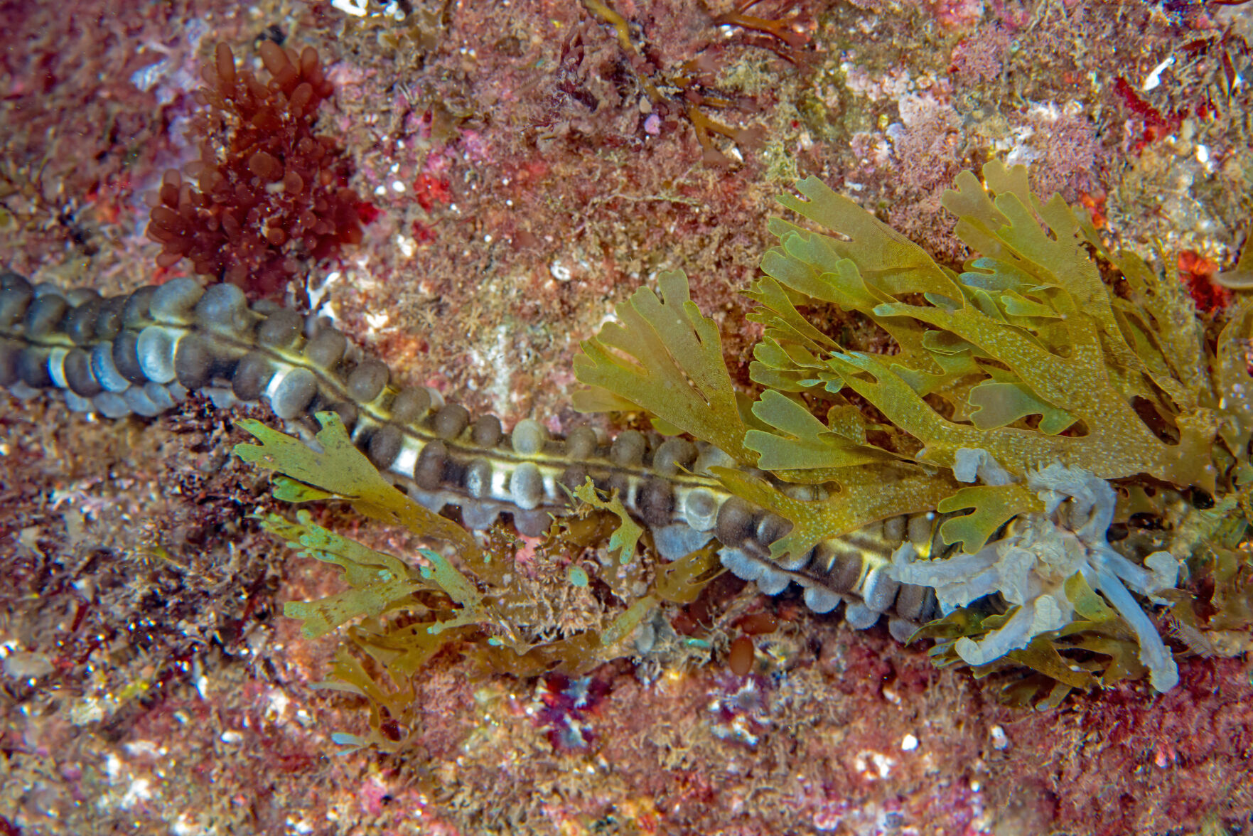 Night diving, Sea of Cortez, San Carlos